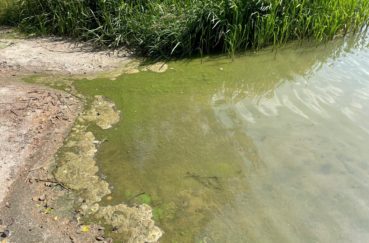 Klempauer Hofsee: Blaualgen Grund Für Aktuelles Badeverbot