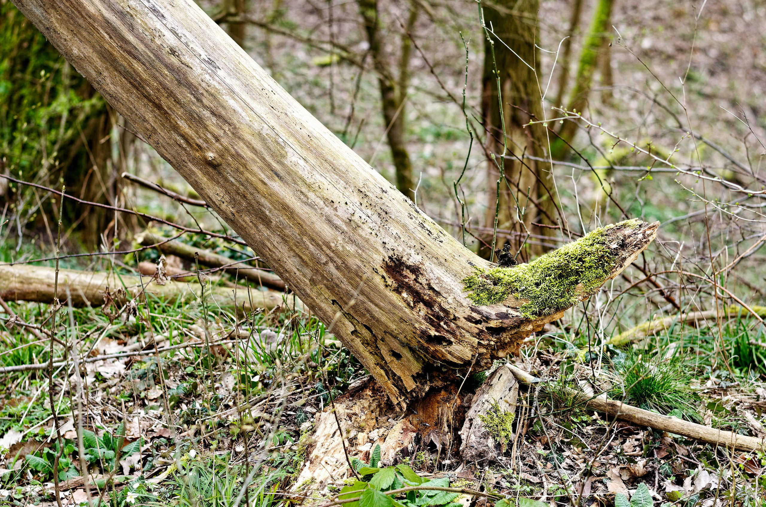 „Totholz Ist Leben“ – Vortrag Im Gemeindehaus Rondeshagen Am 13.02. Mit Anmeldung